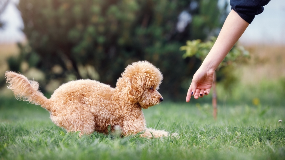 Girl triaining a toy Poodle on the lawn