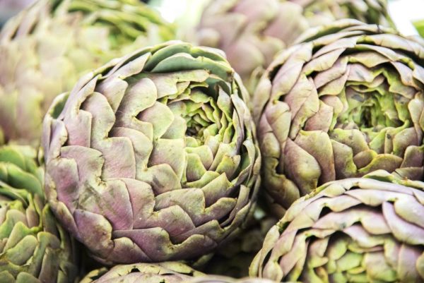 Globe Artichoke - Dragon Eggs close up