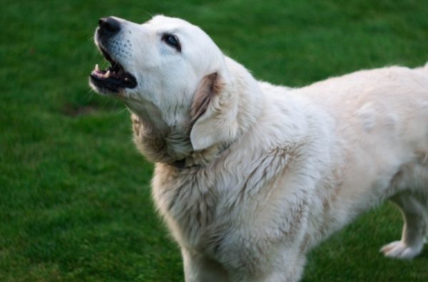 golden retriever barking