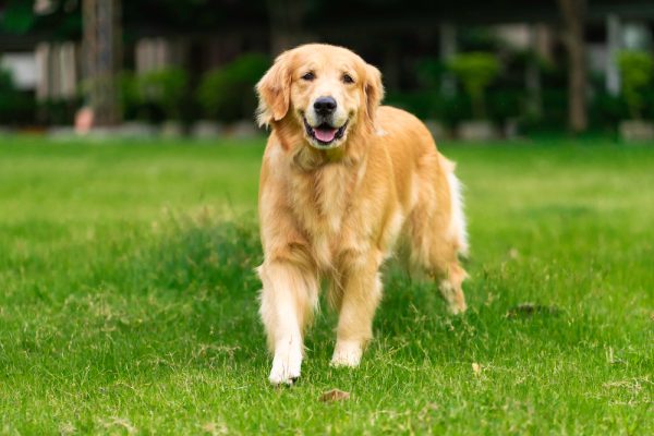 golden retriever dog walking at the park