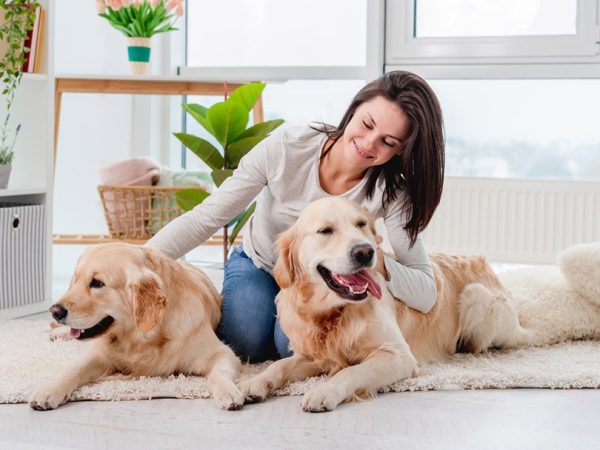 golden retriever dogs lying on the floor with their owner at home