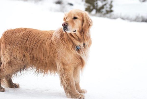 Golden Retriever in the snow