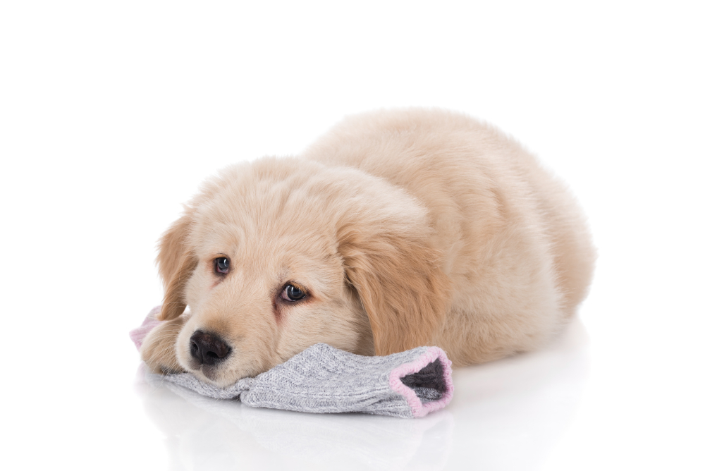 Golden Retriever puppy dog laying down playing with a sock