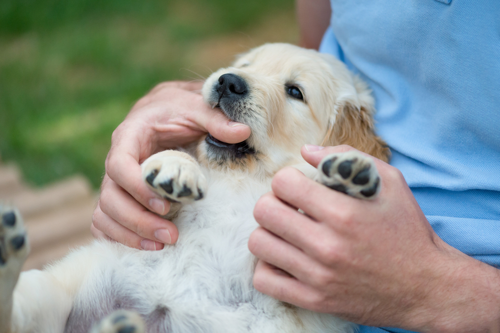 Golden Retriever puppy lies in the arms of its owner, nibbling on his hand