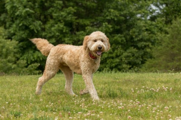 goldendoodle walking