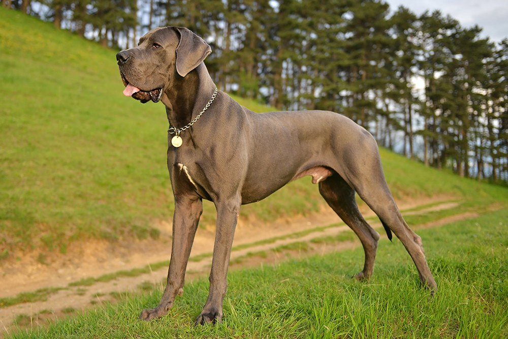 great dane dog outdoor