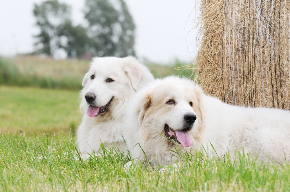 great pyrenees dogs lying on stubble field