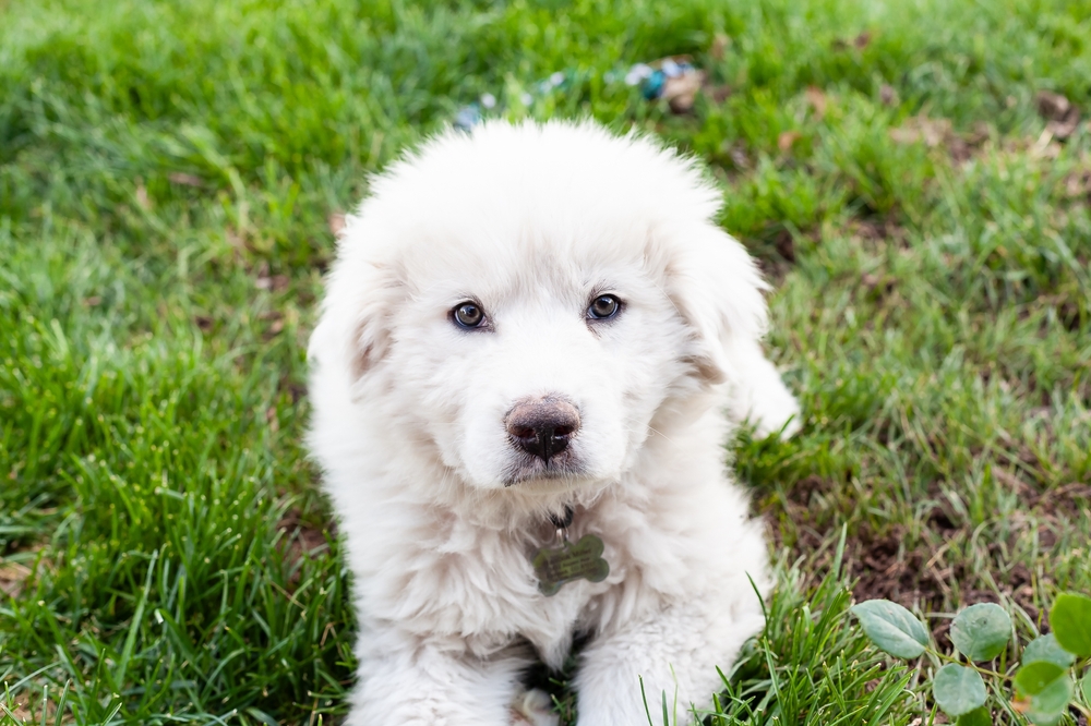 great pyrenees puppy lying on grass