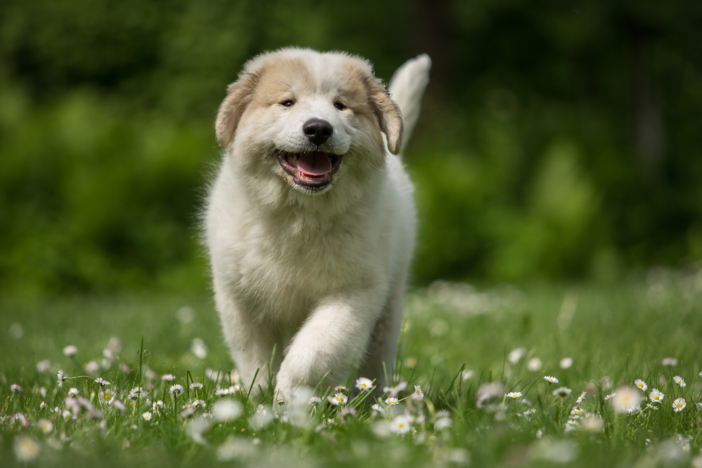 great pyrenees puppy running outdoors