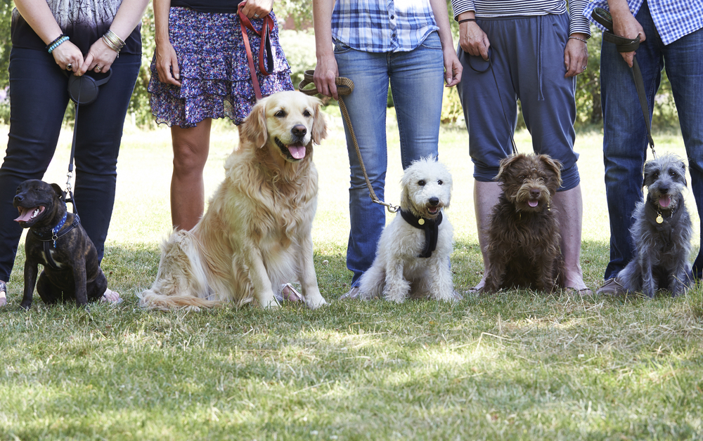 group of dogs with owners in obedience class