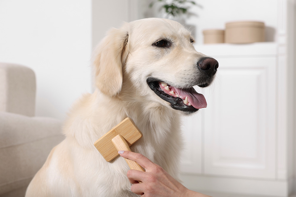 Hand brushing labrador retriever