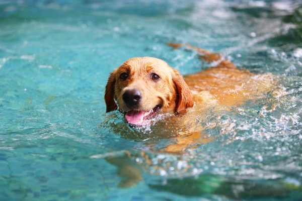 happy Labrador Retriever dog swimming