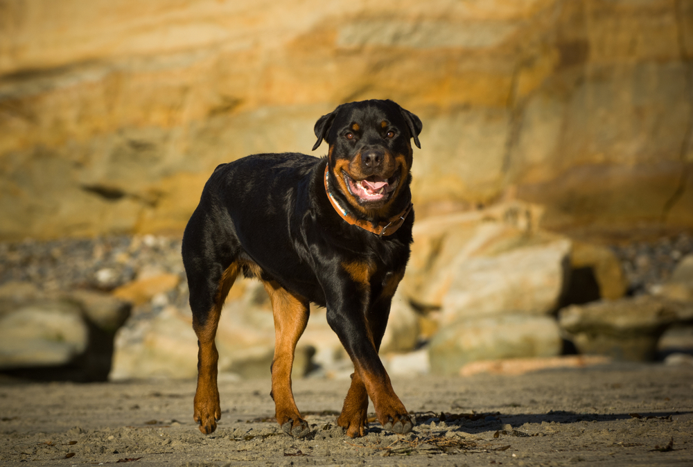 happy rottweiler dog walking outdoors