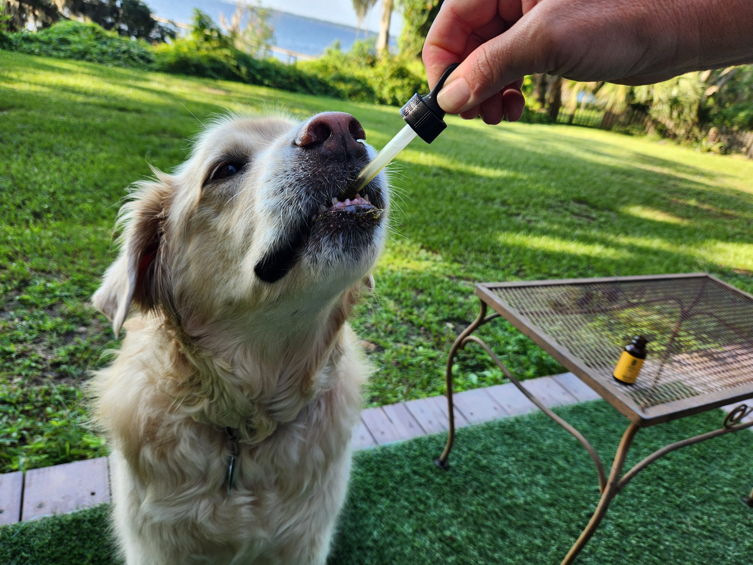 HempLucid CBD Pet Tincture