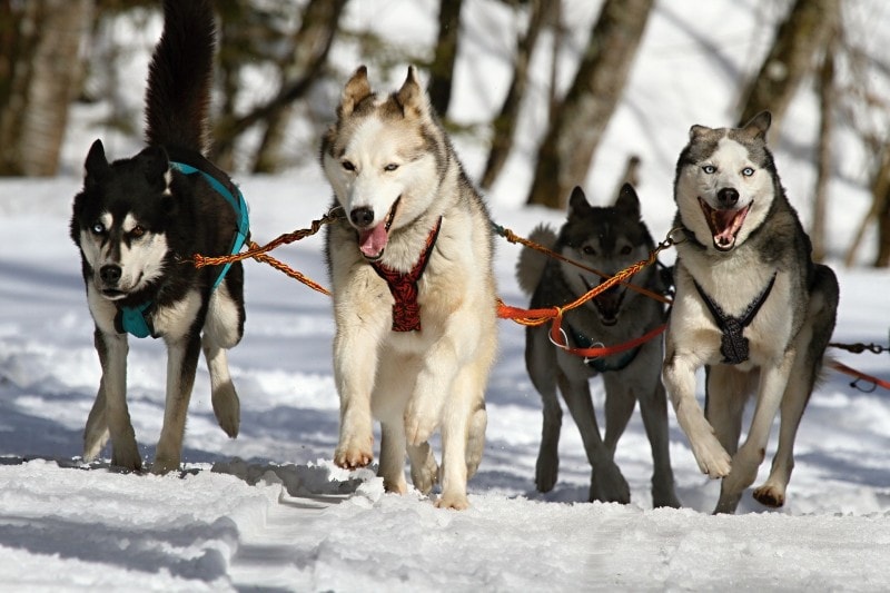 huskies dog sledding