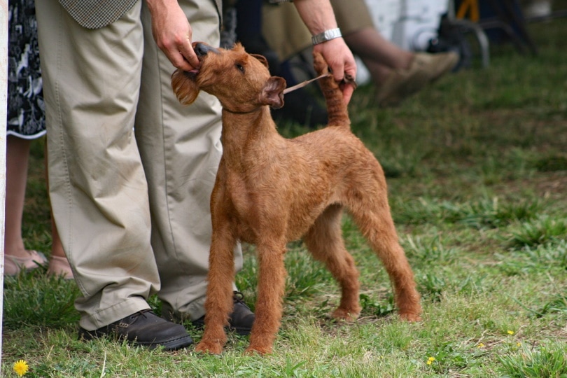 Irish terrier at dog show