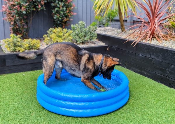 Kodah playing with his ball in the water instead of running around chasing.