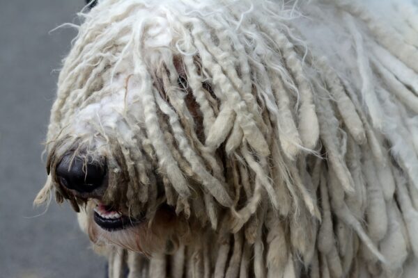 Komondor