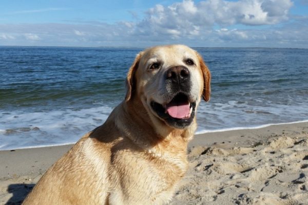 labrador dog at the beach