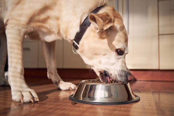 labrador retriever eating dry kibble from metal bowl