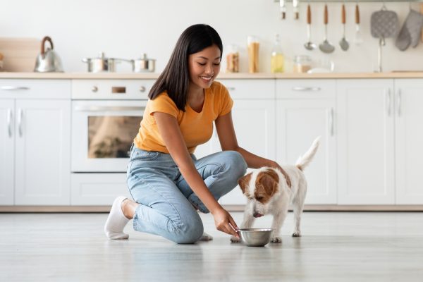 Loving young asian woman petting and feeding her cute long-coat jack russel terrier puppy