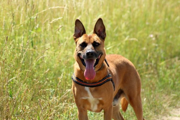 male belgian malinois