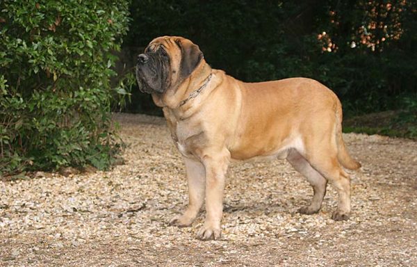 Male English Mastiff