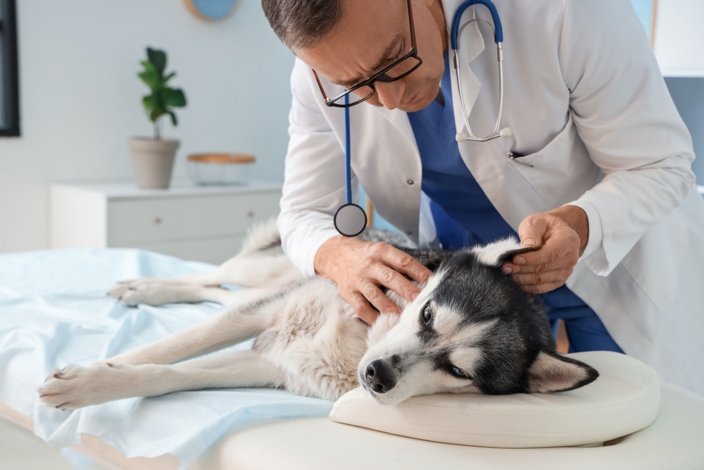 male vet checking the ear of husky dog