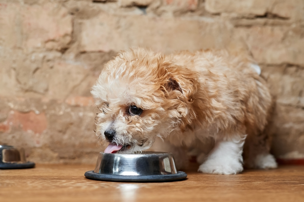 Maltipoo-puppy-eats-from-a-metal-bowl