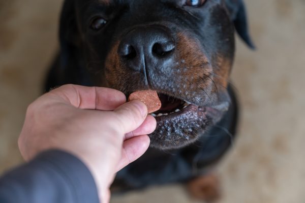 man giving flea and tick chewable medicine to a dog