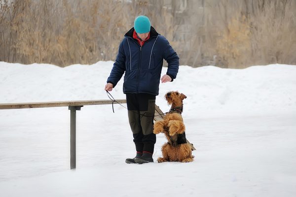 man training airedale terrier dog outdoor during winter