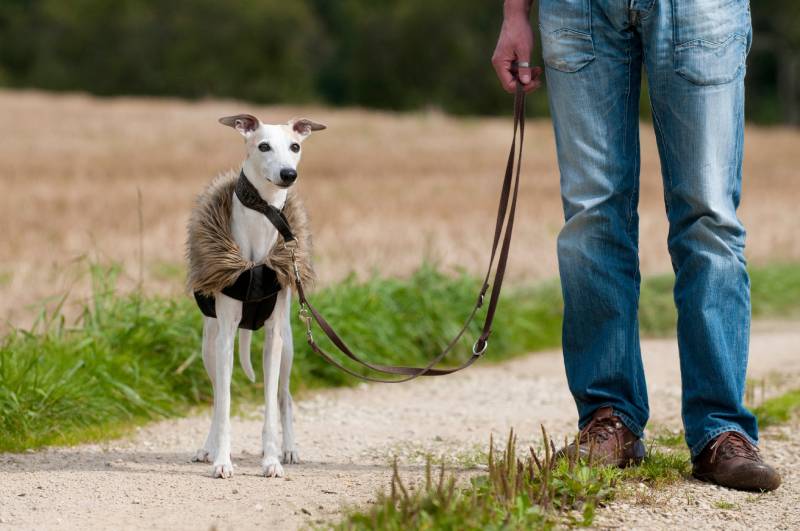 Man with whippet dog in nature