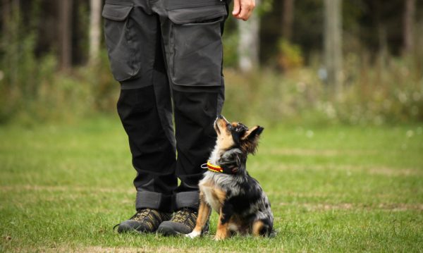 Merle and tan chihuahua dog training obedience with a man