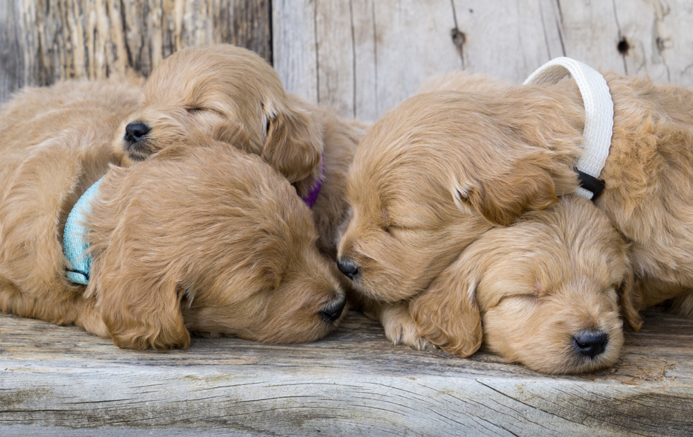 mini-golden-doodle-puppies-with-barn-wood-back-drop