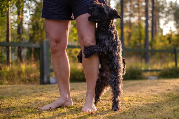 Miniature black schnauzer dog humping or mounting on owner leg