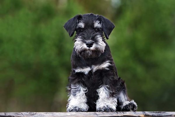 Miniature Schnauzer puppy