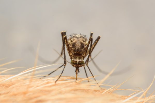 mosquito on dog skin