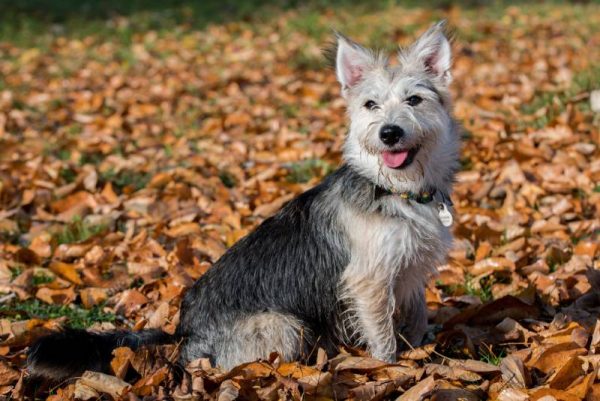 mutt dog in the autumn time