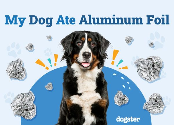 My Dog Ate Aluminum Foil