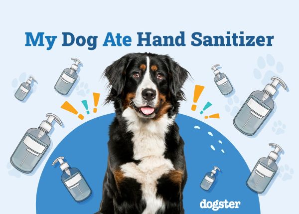 My Dog Ate Hand Sanitizer