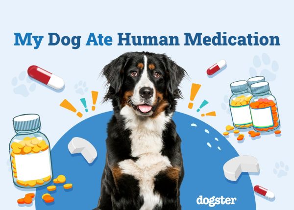 My Dog Ate Human Medication