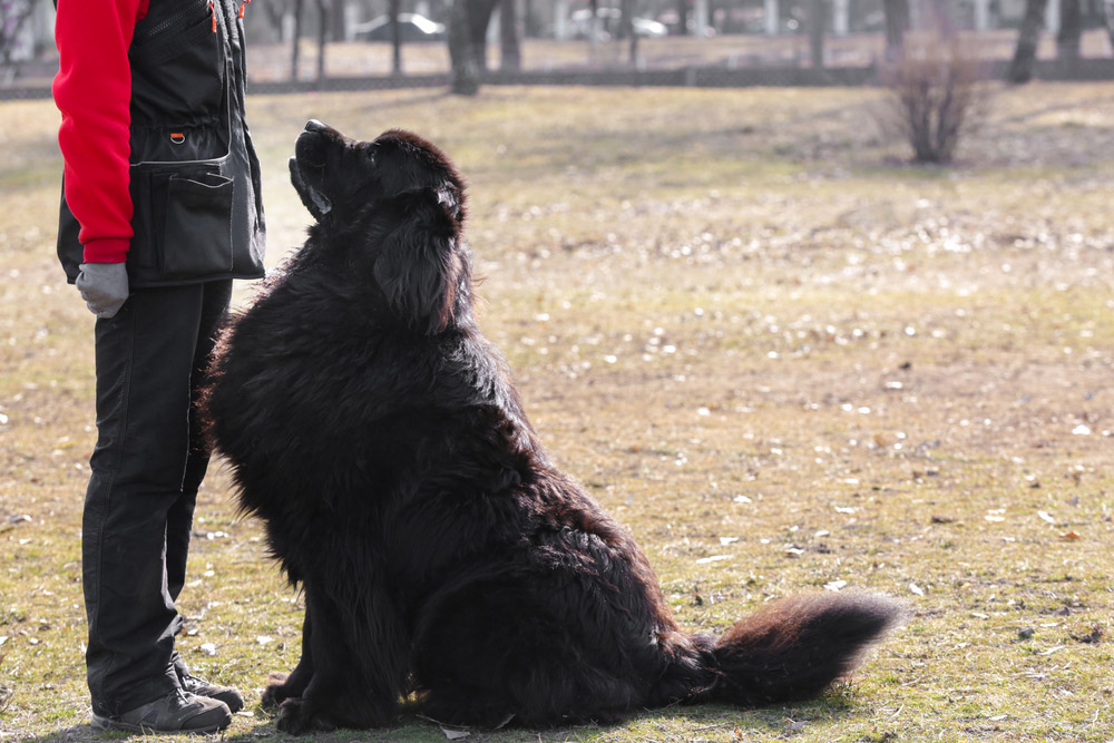 newfoundland dog in obedience training