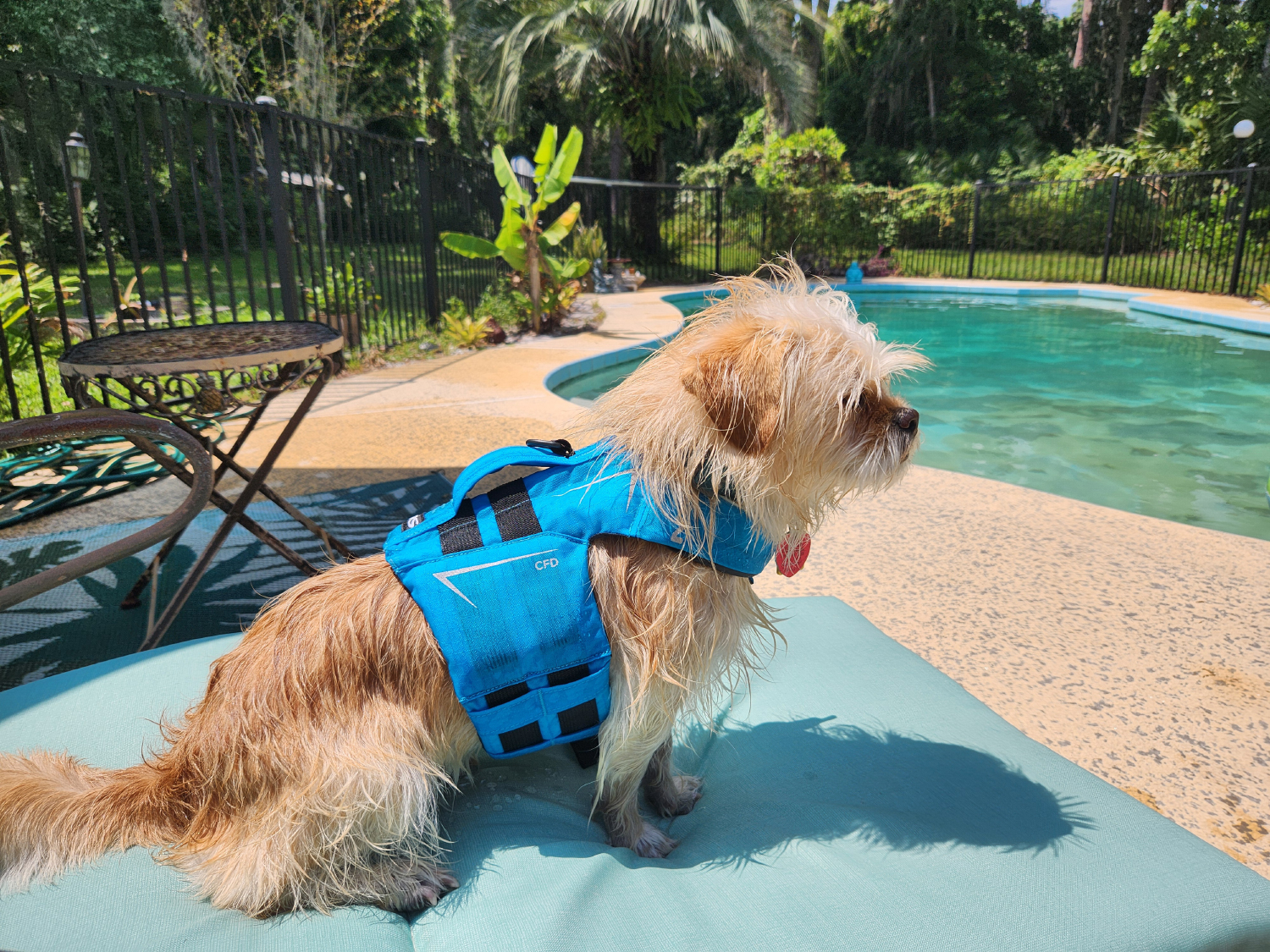 NRS CFD Dog Life Jacket - candy sitting by the pool