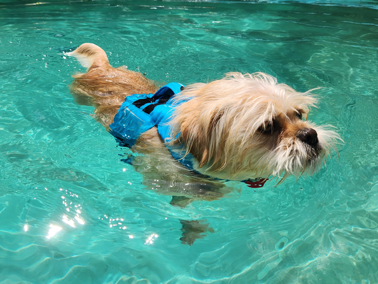 NRS CFD Dog Life Jacket - candy swimming in the pool