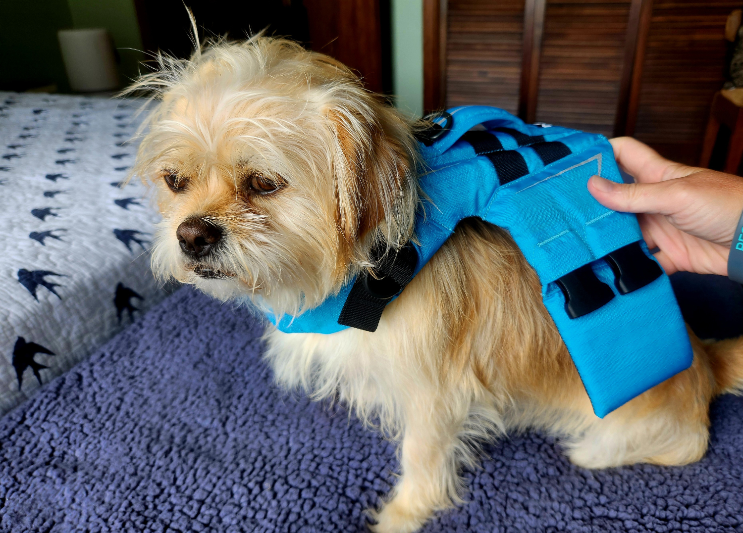 NRS CFD Dog Life Jacket - candy wearing the product