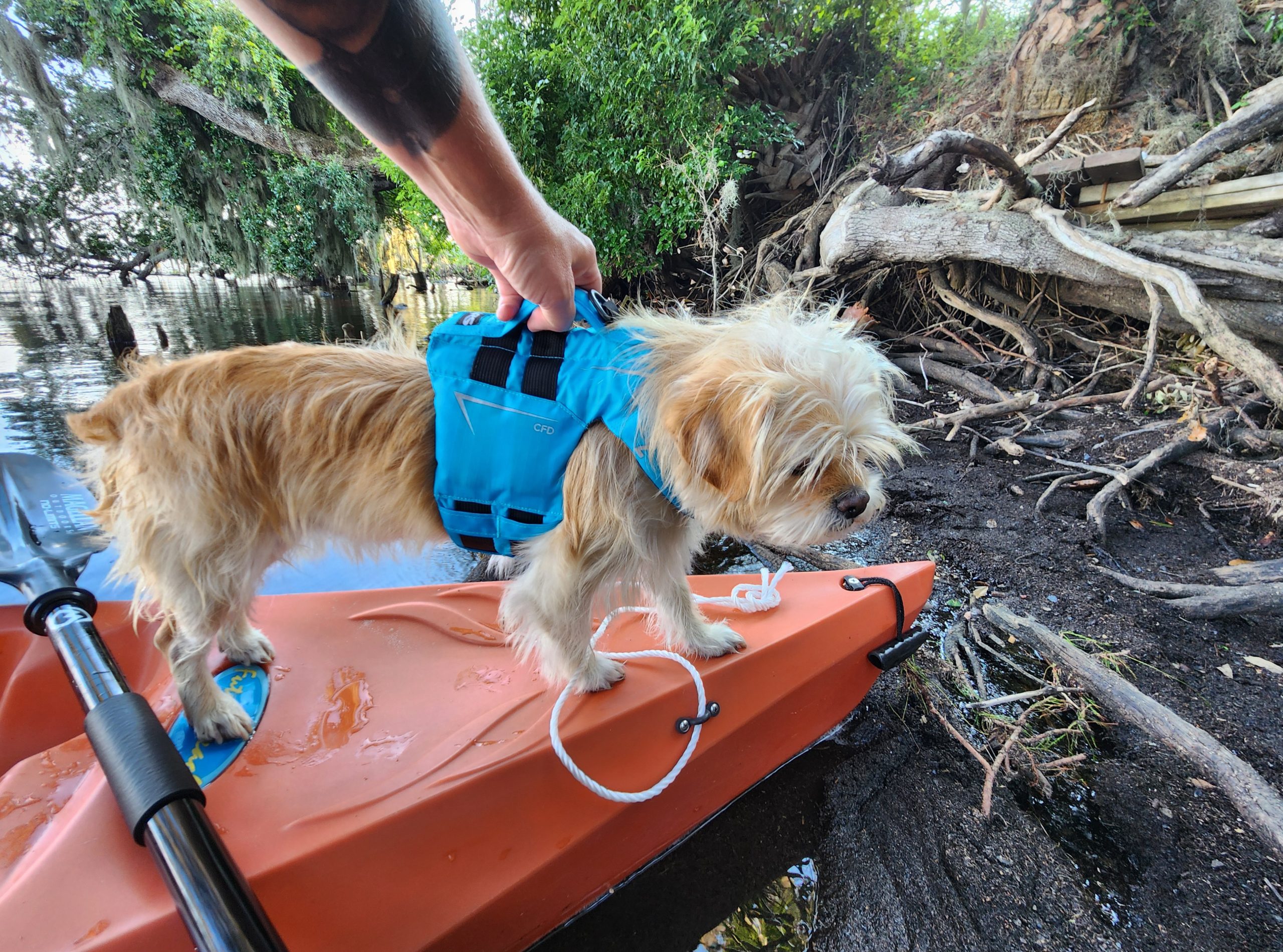 NRS dog life jacket - back handle