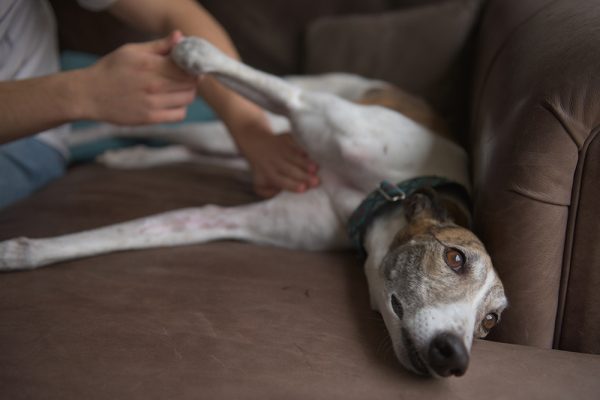 owner gives dog a belly rub