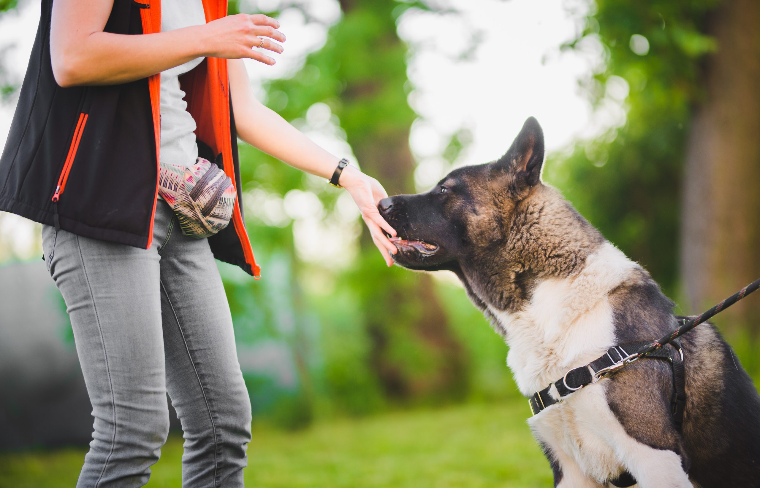 Owner giving snacks to american akita dog during obedience training