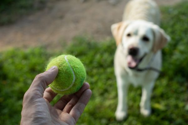 owner playing tennis ball with dog