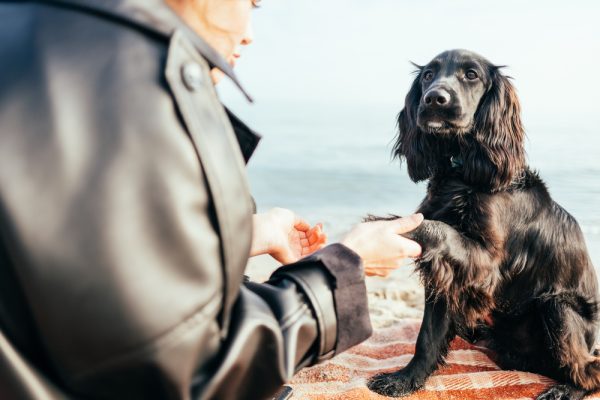 owner teaching her spaniel puppy dog